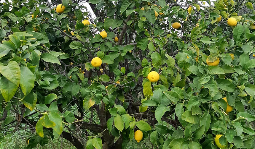 λεμονια - φυσικο λιπασμα για λεμονια - ποτε κλαδευουμε την λεμονια - γιατι πεφτουν τα λεμονια - αγρια λεμονια