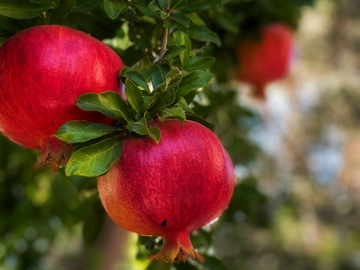 Ροδιά, ένα υπέροχο δέντρο