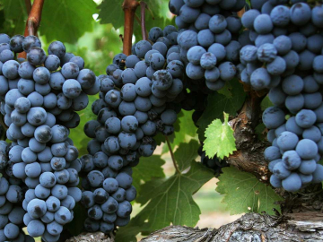 Οι Αρχαίοι Έλληνες και το κρασί