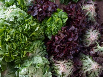 Νηστεία και Χορτοφαγία στην Αρχαιότητα