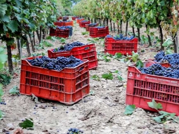 Νεμέα: ο παράδεισος του κρασιού από τον Oινοποιητικό Συνεταιρισμό Νεμέας