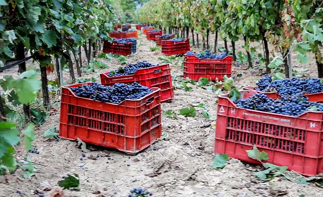 Νεμέα: ο παράδεισος του κρασιού από τον Oινοποιητικό Συνεταιρισμό Νεμέας