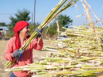 Ξάνθη: Η καλλιέργεια ζαχαροκάλαμου ανθεί ξανά