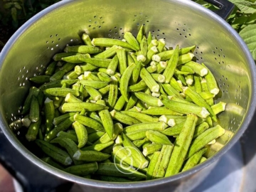 Μπάμιες: καθάρισμα, μαγείρεμα και συντήρηση στην κατάψυξη