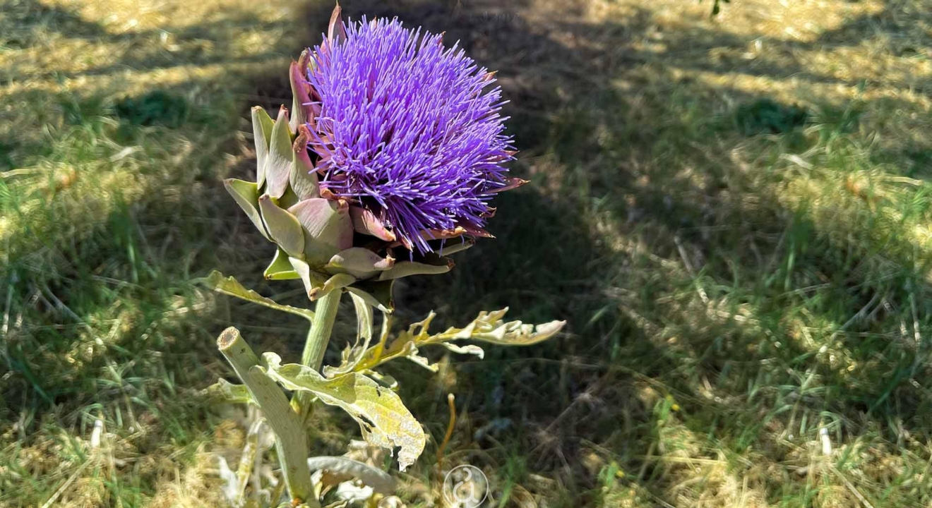 αγκινάρα