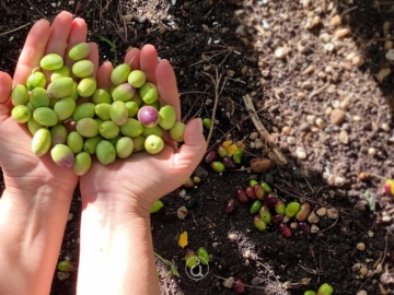 Η ελιά στην Ελλάδα