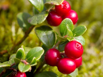 Lingonberries ή αλλιώς κόκκινα μύρτιλα