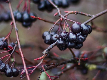 Τι είναι η αρώνια;