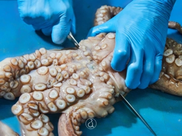 Πως καθαρίζω το χταπόδι