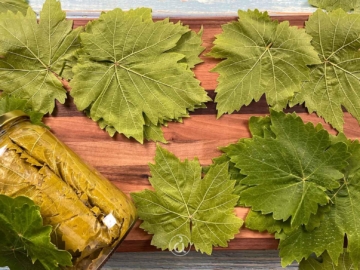 Αμπελόφυλλα: Συντήρηση και σωστή αποθήκευση