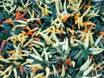 Πιπεριά: οι ποικιλίες, οι χρήσεις και τα διατροφικά τους στοιχεία