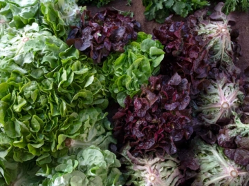 Υπήρχαν σαλάτες στην αρχαιότητα