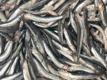 Μάθε για το ψάρι γαύρος