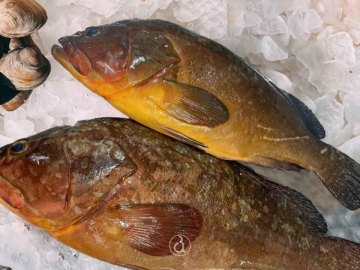 Μάθε τι ψαρι ειναι ο ροφος