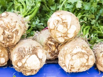 Σελινόριζα: Ιδιότητες και συντήρηση στην κατάψυξη