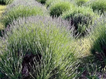 Φροντίδα λεβάντας: Τα 5 μυστικά που πρέπει να γνωρίζετε, από τον Κώστα Λιονουδάκη