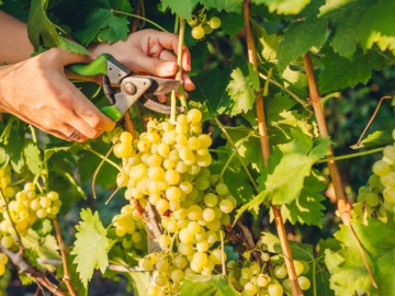 Τι είναι ο μούστος και πώς τον κόβουμε