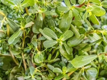 Γλιστρίδα – Αντράκλα