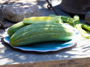 Ξυλάγγουρο – Aτζούρι